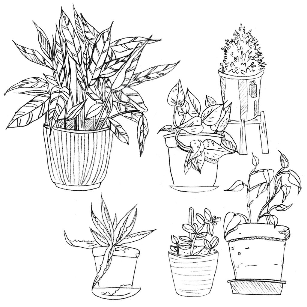 Dibujo de plantas para colorear.